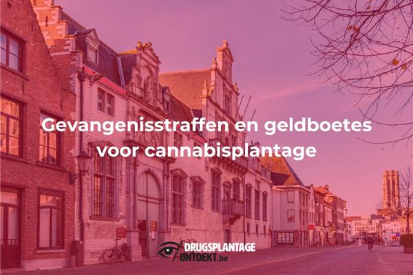 Mechelen - Gevangenisstraffen en geldboetes voor cannabisplantage